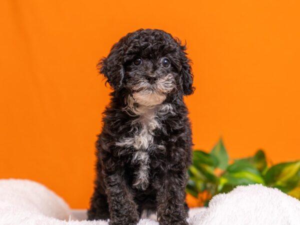 [#3743] Black / White Female Poodle Puppies For Sale