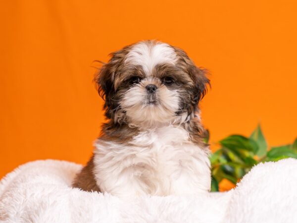 [#3739] Tan / White Male Shih Tzu Puppies For Sale