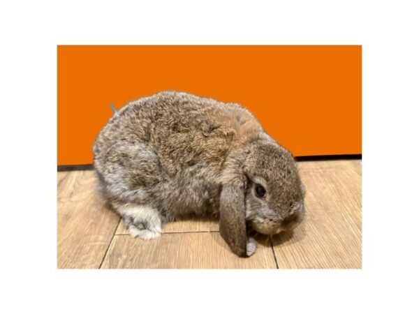 [#B-1212] Mini Lop Small Animals For Sale