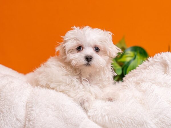 [#3753] White Female Maltese Puppies For Sale