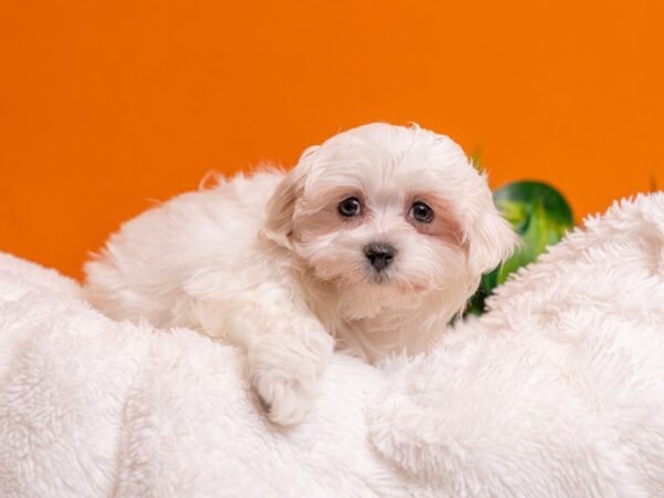 [#3754] White Male Maltese Puppies For Sale