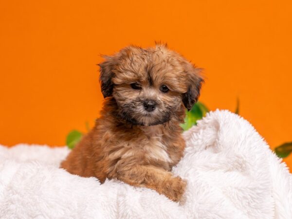 [#3752] Red Male Teddy Bear Puppies For Sale