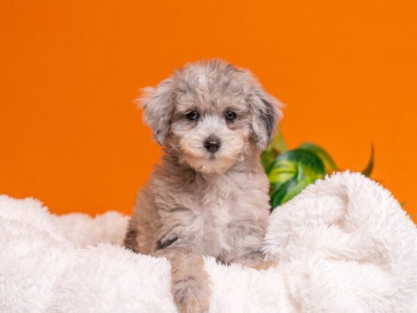 [#3750] Blue Merle Male Poodle Puppies For Sale