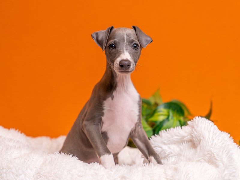 Italian Greyhound - 3749 Image #1