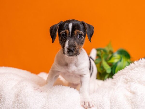 [#3748] Tri-Colored Female Jack Russell Terrier Puppies For Sale