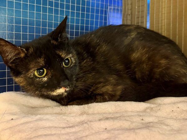 [#K-7485] Tortoise Shell Female Domestic Short Hair- Old Bridge Animal Shelter Kittens For Sale