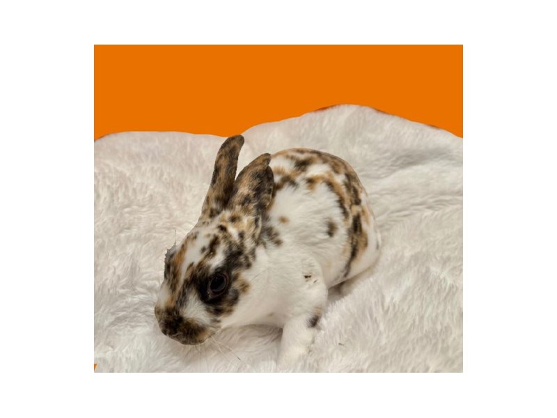 Mini Rex - B-7485 Image #1