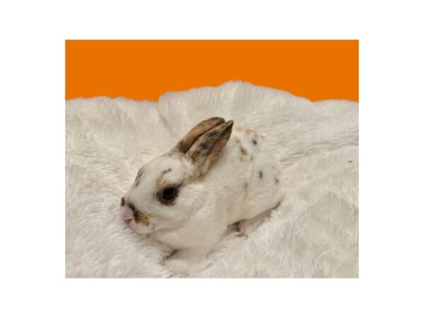 [#B-6589] Mini Rex Small Animals For Sale
