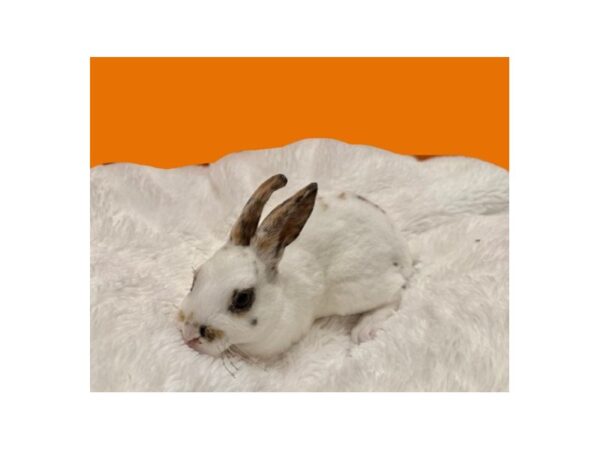 [#B-4578] Mini Rex Small Animals For Sale