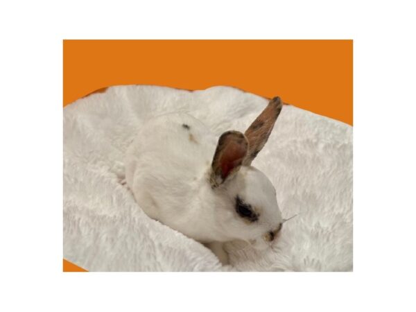 [#B-4156] Mini Rex Small Animals For Sale