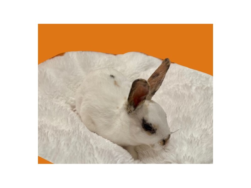 Mini Rex - B-4156 Image #1