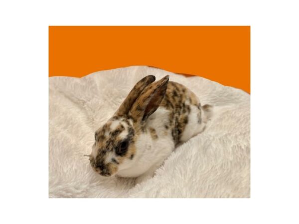 [#B-5896] Mini Rex Small Animals For Sale
