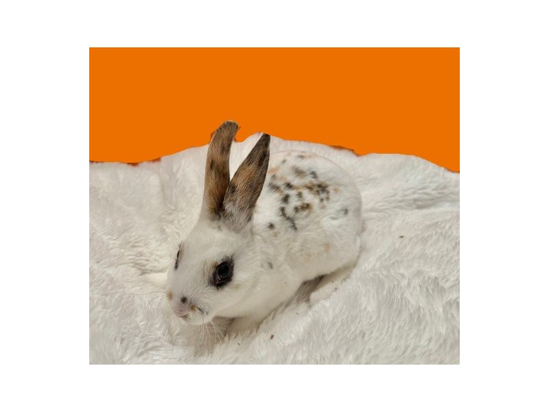 Mini Rex - B-1456 Image #1