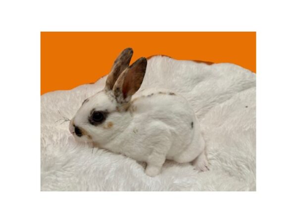 [#B-1469] Mini Rex Small Animals For Sale