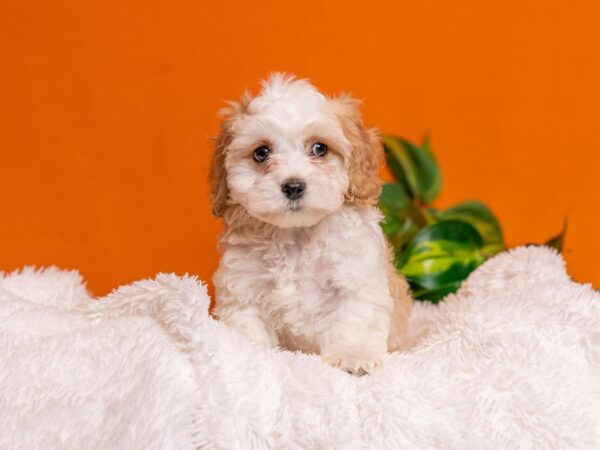 [#3758] Blenheim Male Cavachon Puppies For Sale