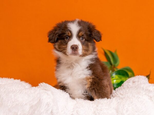 [#3775] Red Tan / White Female Miniature American Shepherd Puppies For Sale