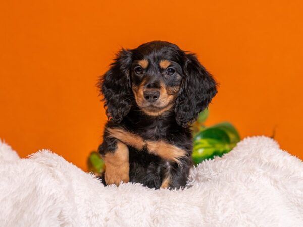 [#3760] Black / Tan Male Dachshund Puppies For Sale