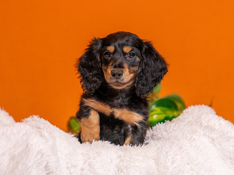 Dachshund - 3760 Image #1