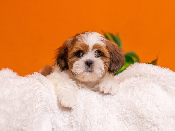 [#3767] Golden / White Male Lhasa Apso Puppies For Sale