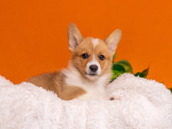 [#3756] Red / White Female Pembroke Welsh Corgi Puppies For Sale