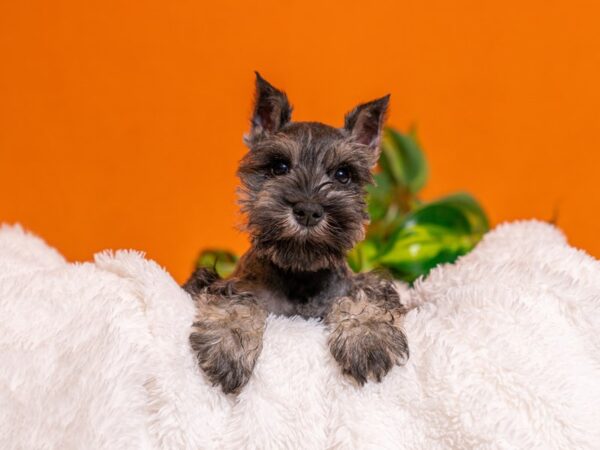[#3763] Salt / Pepper Male Miniature Schnauzer Puppies For Sale