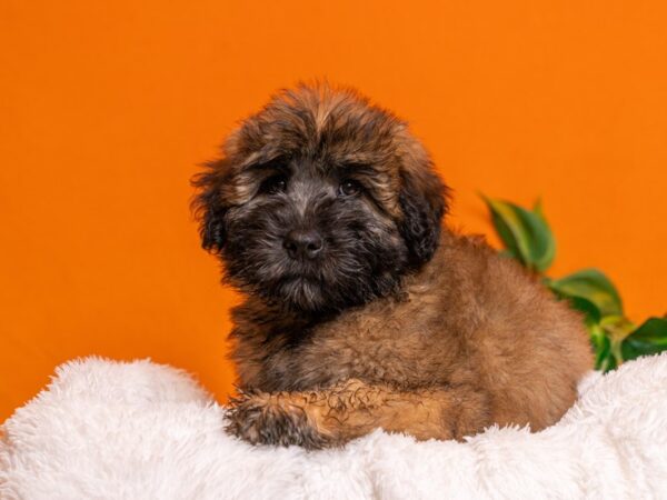 [#3772] Wheaten Male Soft Coated Wheaten Terrier Puppies For Sale