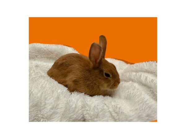 [#B-7845] Assorted Dwarf Small Animals For Sale