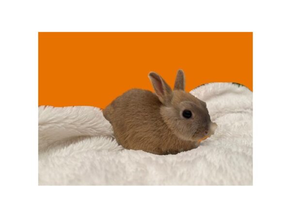[#B-6542] Assorted Dwarf Small Animals For Sale