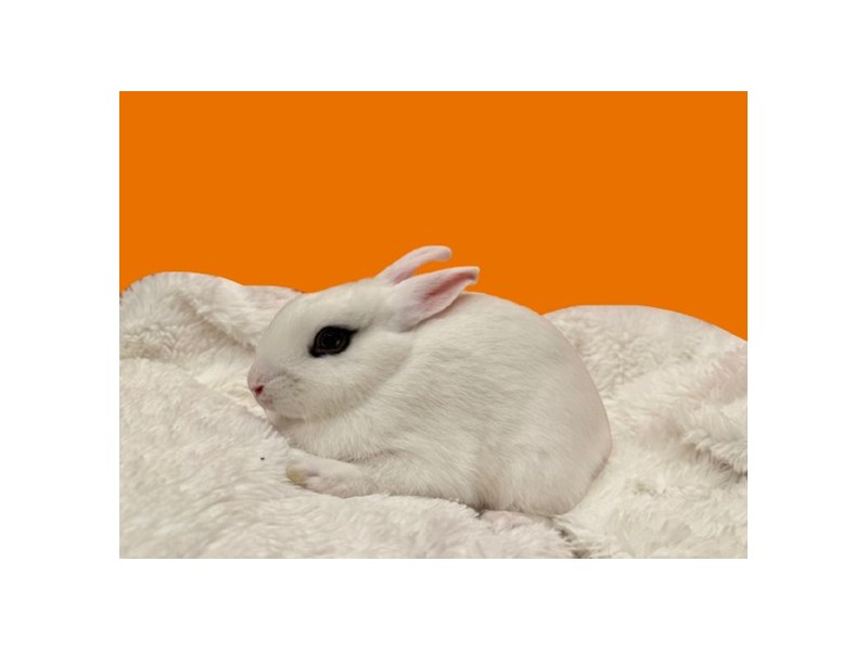 Assorted Dwarf - B-4579 Image #1
