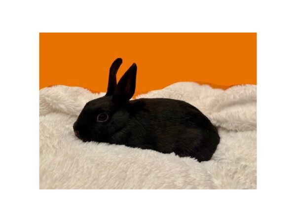 [#B-5487] Assorted Dwarf Small Animals For Sale