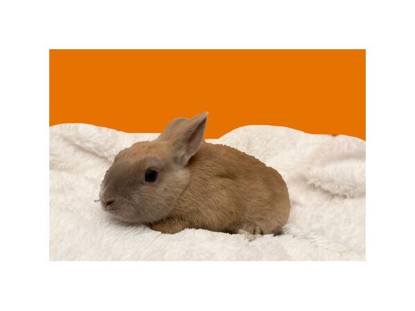 [#B-4578] Assorted Dwarf Small Animals For Sale