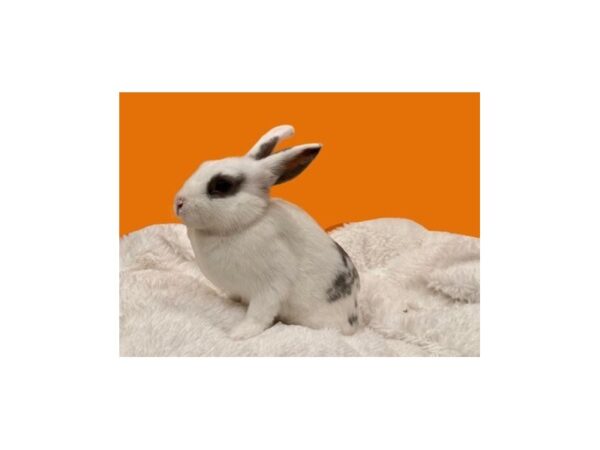[#B-4156] Assorted Dwarf Small Animals For Sale