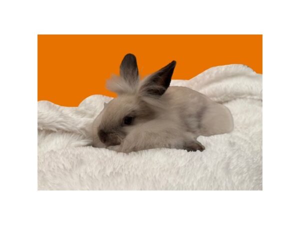 [#B-6325] Lionhead Small Animals For Sale