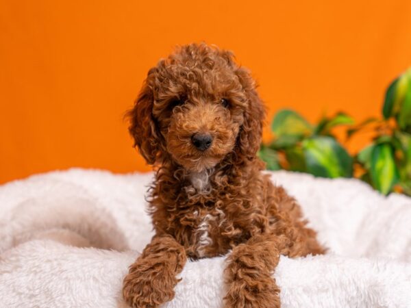 [#3781] Red Male Poodle Puppies For Sale