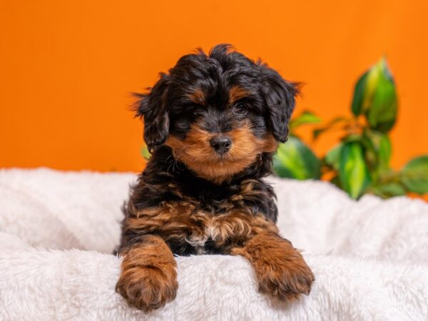 [#3789] Black / Tan Male Mini Aussiedoodle Puppies For Sale