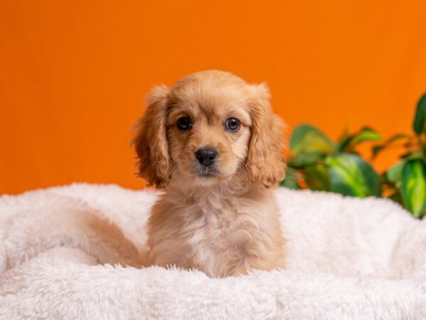 [#3782] Apricot Female Cavachon Puppies For Sale