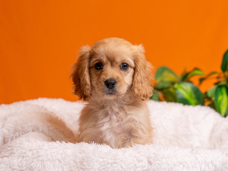 Cavachon - 3782 Image #1