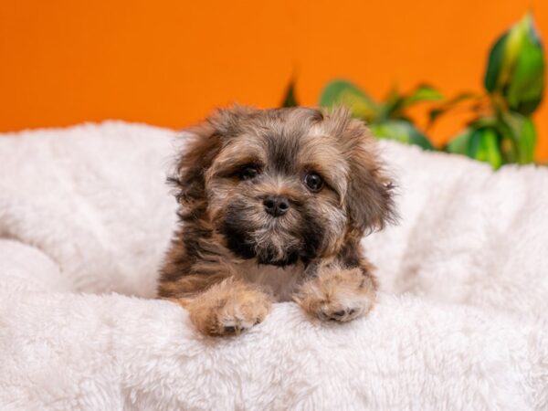 [#3787] Dark Sable Male Havanese Puppies For Sale