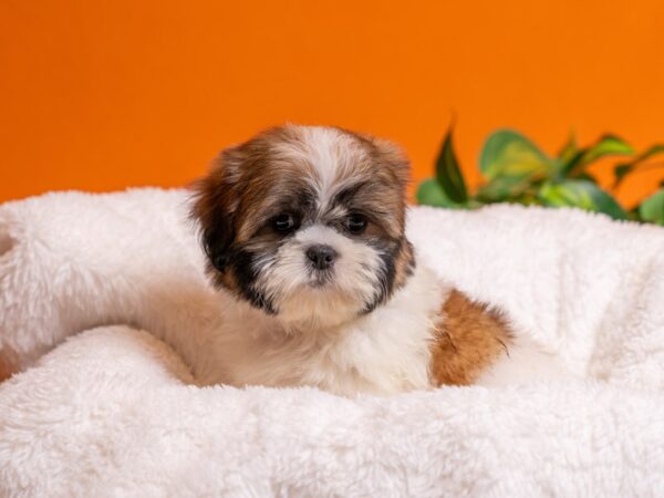 [#3785] Sable & White Male Shih Tzu Puppies For Sale
