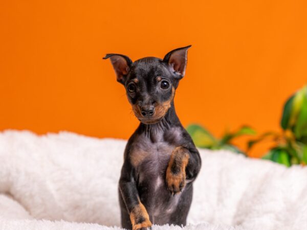 [#3779] Black / Tan Male Miniature Pinscher Puppies For Sale