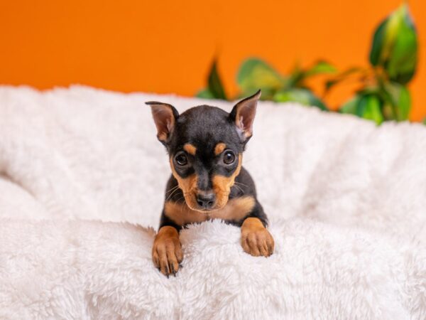[#3778] Black / Tan Female Miniature Pinscher Puppies For Sale