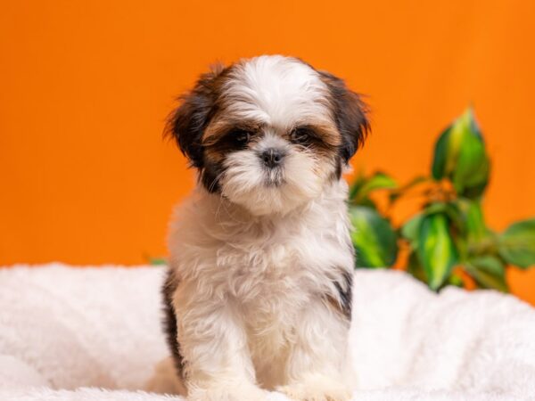 [#3784] Sable & White Female Shih Tzu Puppies For Sale