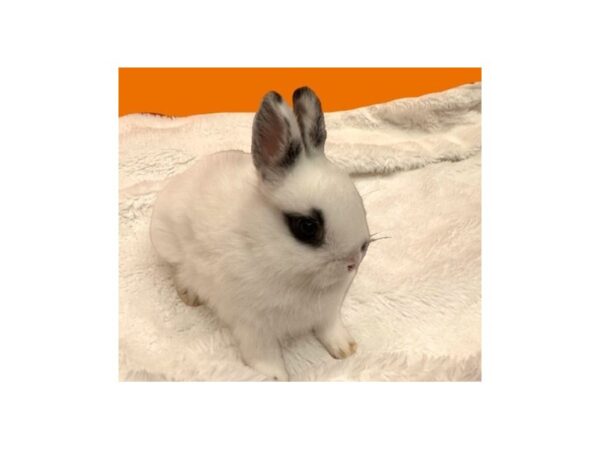 [#B-3794] Netherland Dwarf Small Animals For Sale