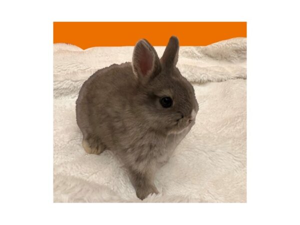 [#B-3793] Netherland Dwarf Small Animals For Sale