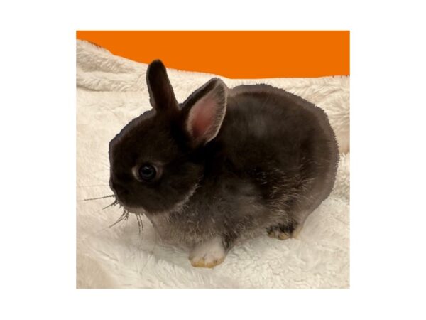 [#B-3795] Netherland Dwarf Small Animals For Sale