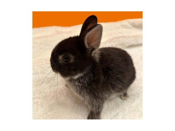 [#B-3796] Netherland Dwarf Small Animals For Sale