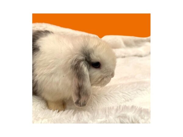 [#B-3797] Mini Lop Small Animals For Sale