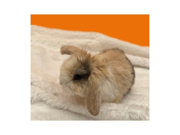 [#B-3798] Mini Lop Small Animals For Sale