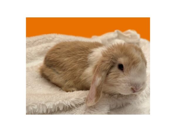 [#B-3799] Mini Lop Small Animals For Sale