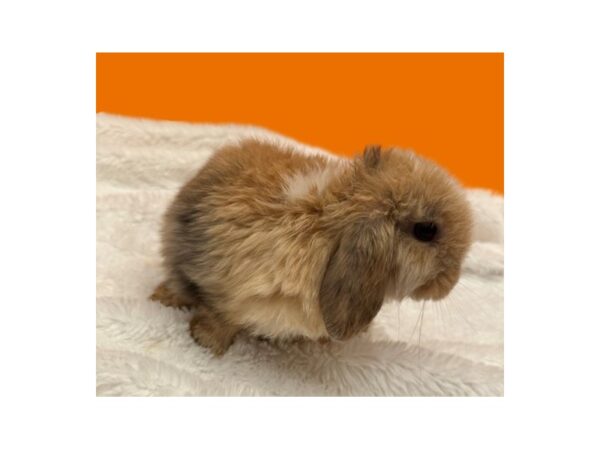 [#B-3800] Mini Lop Small Animals For Sale
